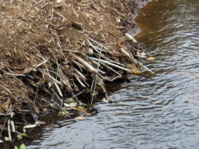 lava lake beaver dam 2 graphic